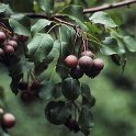 Pyrus cordata